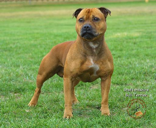 Staffordshire Bull Terrier 9R024D-006.JPG